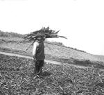 A worker carrying sugar cane, Hilo, Hawaii. Date unknown.