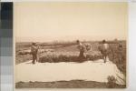 Workers gathering lettuce seed. The Chinese in California, 1850-1925.