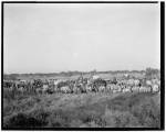 Farm workers. The South Texas Border, 1900-1920.